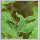 Conocephalus dorsalis - Kurzflueglige Schwertschrecke m01.jpg